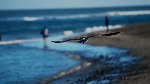 Seagull flying above the waves 스톡 동영상 115952253