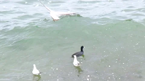 Seagull flying above the waves Stock Footage 152491312