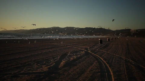 Seagull flying across beach sunset Stock Footage 58635664