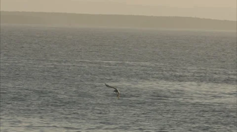 A Seagull flying across the ocean Stock Footage 53177338