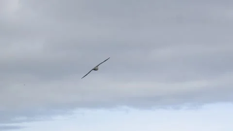 Seagull Flying Across an Overcast Sky in Iceland - Wildlife Footage Stock Footage 339886450