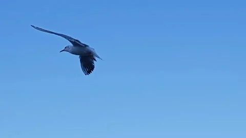 Seagull flying against the backdrop of a clear blue sky Stock Footage 295994723