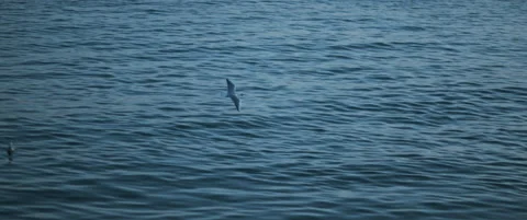 Seagull flying against the blue ocean water, slow motion. Stock Footage 147568958
