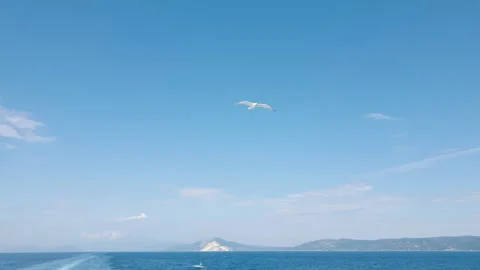 Seagull flying against the blue sky, soaring over the Aegean sea, Greece. Stock Footage 135065415
