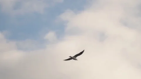 Seagull flying against the cloudy sky background Stock Footage 74183414