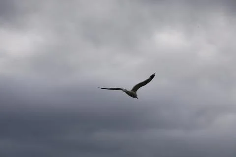Seagull flying against a dramatic cloudy sky over the lake Foto stock