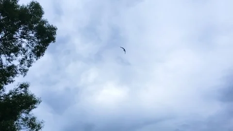 Seagull flying against the dramatic sky Stockbeeldmateriaal 112082362