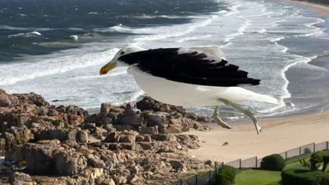 Seagull flying in air current. Video stock 166133271