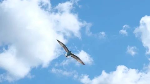 Seagull flying in the air 스톡 동영상 140404780