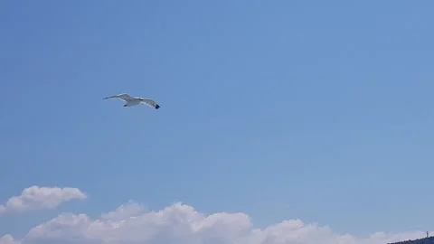 Seagull Flying Along The Ship On A Blue Sky Stock Footage 199604428