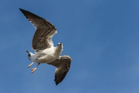 Seagull flying and looking into camera Stock Photos