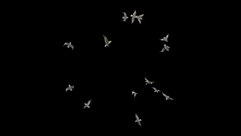 SEAGULL FLYING ANIMATION Vídeos de archivo 73309168