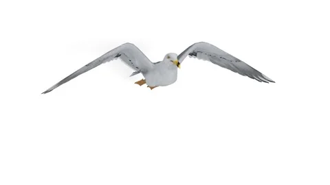 Seagull flying animation Stock Footage 307988303