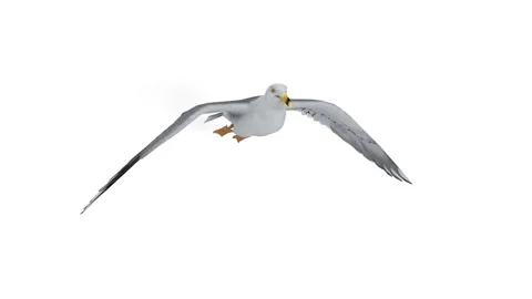 Seagull flying animation on white background Stock Footage 307988273