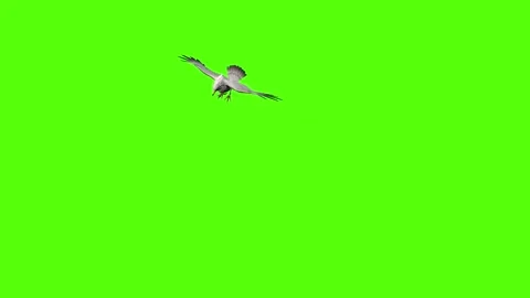 Seagull Flying Around Green Screen Animation 4k Rendering Video stock 296203726