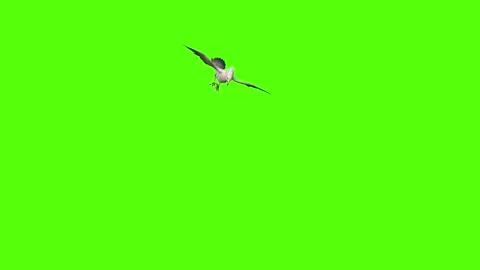 Seagull Flying Around Green Screen Animation 4k Rendering Video stock 296203732