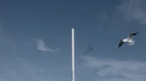 Seagull Flying Around The Pole Stock Footage 56303724
