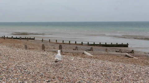 Seagull Flying Away At The Beach Video stock 35349089