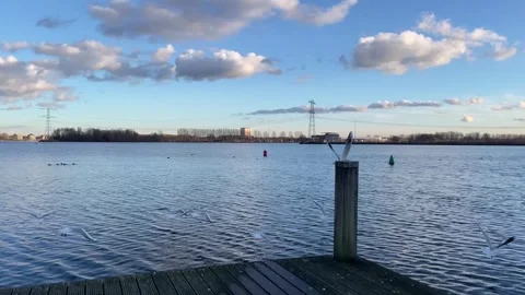 Seagull flying away from deck at waterfront, Almere, Netherlands,real time Video stock 246057977