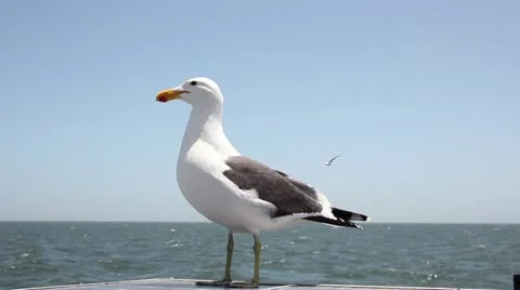 Seagull flying away Stock Footage 12700949