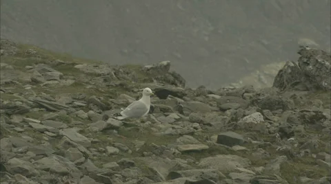 Seagull Flying Away Stock-Footage 37167343