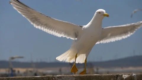 Seagull flying away. Slow motion shot Video stock 88357481
