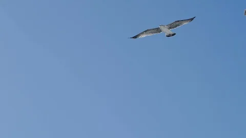 Seagull flying on background the bright sun and blue sky Stock Footage 127926074