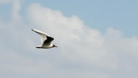 The seagull flying on a background of the sky Stock Photos