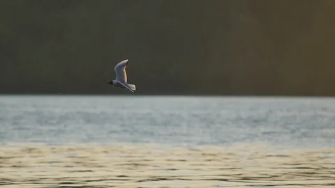 Seagull Flying on a Background of the Sun Stock-Footage 89727740