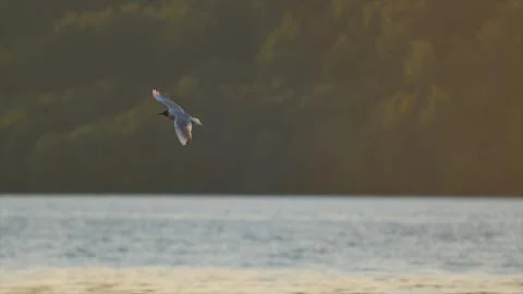 Seagull Flying on a Background of the Sun Foto stock