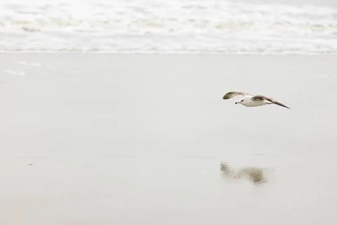 A seagull flying on a beach Stock Photos