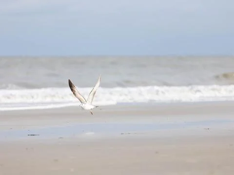A seagull flying on a beach Stock Photos