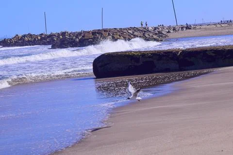 Seagull flying on the beach Stock Photos