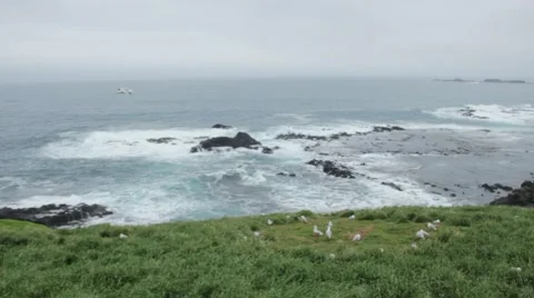 Seagull flying on the beach with waves Stock Footage 57649318