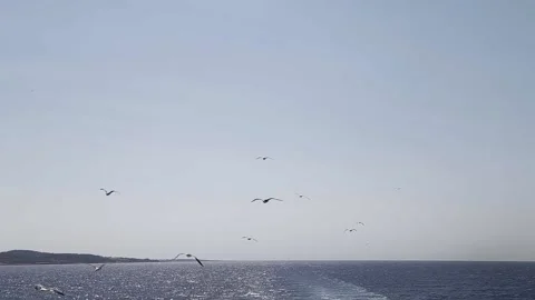 Seagull flying behind boat Stock Footage 233455666