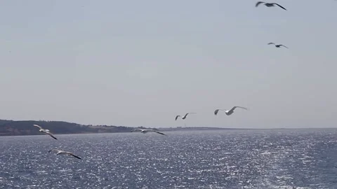 Seagull flying behind boat Stock Footage 233455681