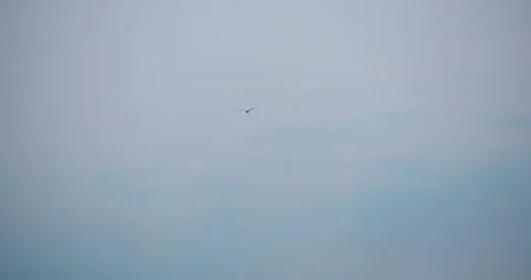 Seagull flying in blue cloudy sky in slow motion Stock Footage 130990943