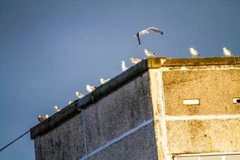 Seagull flying on a blue sky background isolated Stock Photos