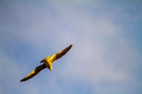 Seagull flying on a blue sky background isolated Stock Photos