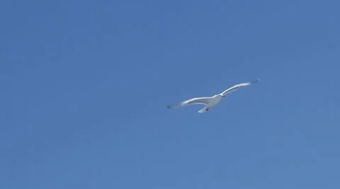 Seagull flying in the blue sky Stock Footage
