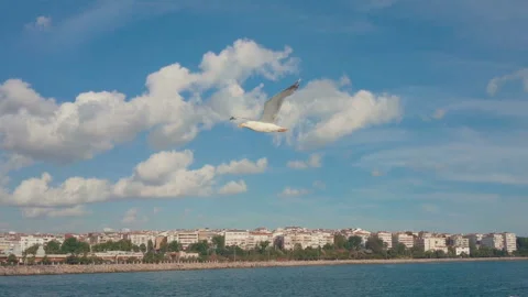 Seagull flying on blue sky Stock Footage 91286410