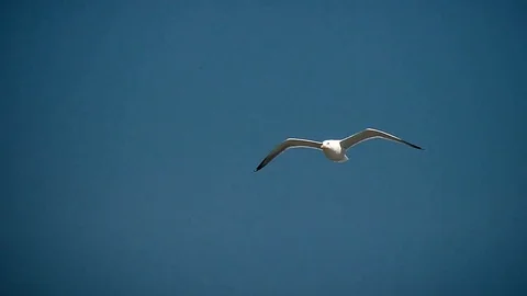 Seagull flying in a blue sky Stock Footage 92473841