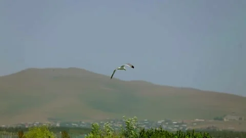 Seagull flying in the blue sky Stock Footage 197515729