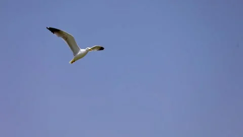 Seagull flying in the blue sky Stock Footage 197515792
