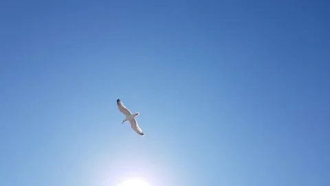 Seagull flying in the blue sky Stock Footage 201779649