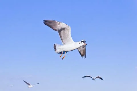 Seagull flying on blue sky Stock Photos