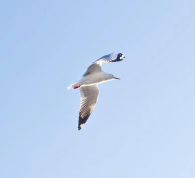 Seagull flying on blue sky Stock Photos