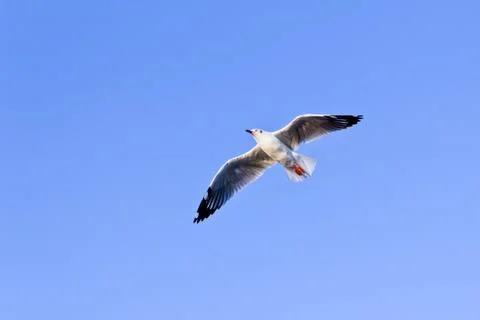 Seagull flying on blue sky Stock Photos