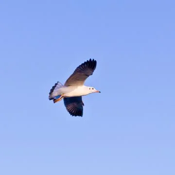 Seagull flying on blue sky Stock Photos