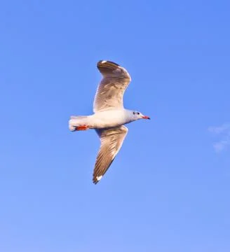 Seagull flying on blue sky Stock Photos